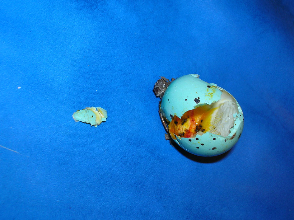 Uovo di Tordo bottaccio - Turdus philomelos